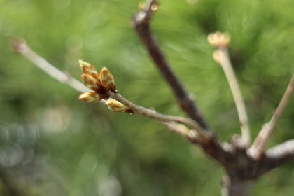 里山ユニット 四季の楽しみ:芽吹きの頃 1