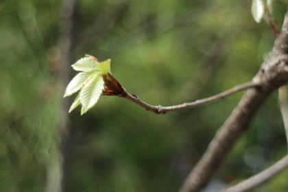 里山ユニット 四季の楽しみ:芽吹きの頃 2