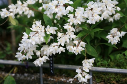 里山ユニット 四季の楽しみ:春から夏へ 2