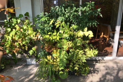 里山ユニット 四季の楽しみ:夏から秋へ 1