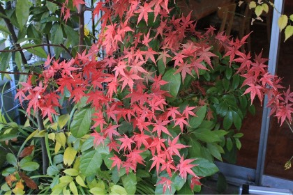 里山ユニット 四季の楽しみ:夏から秋へ 4